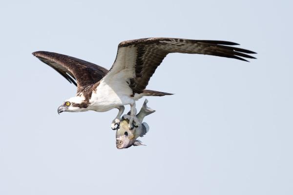 Brunvand & Wise Law Group