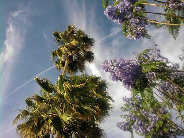 Joseph S. Pearl, Ll.m.