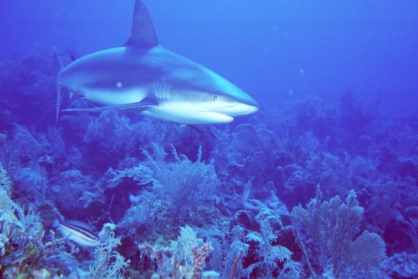 John O. Moeller, Attorney