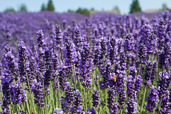 Lavender Bookkeeping Solutions