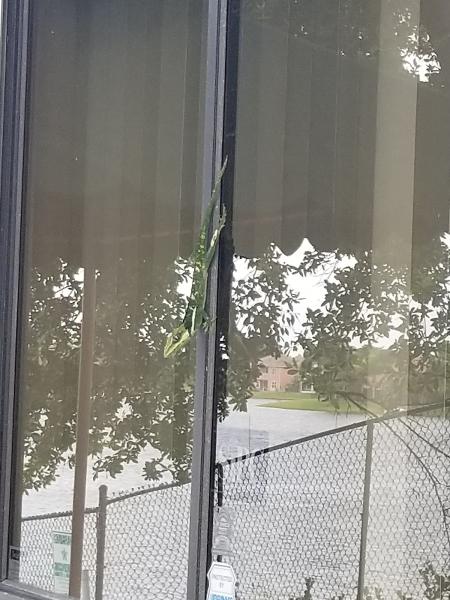 Law Offices of Elissa S. Pearl