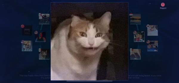 Kitty Cat Private Investigations & Process Serving