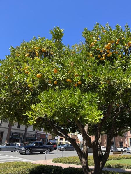 The Little Bookkeepers of Orange